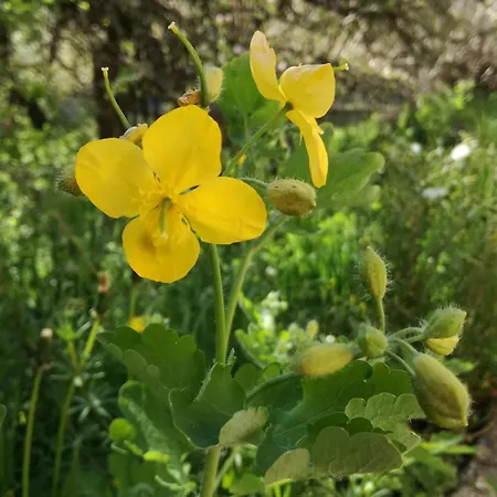 La De Kro Pedrazales