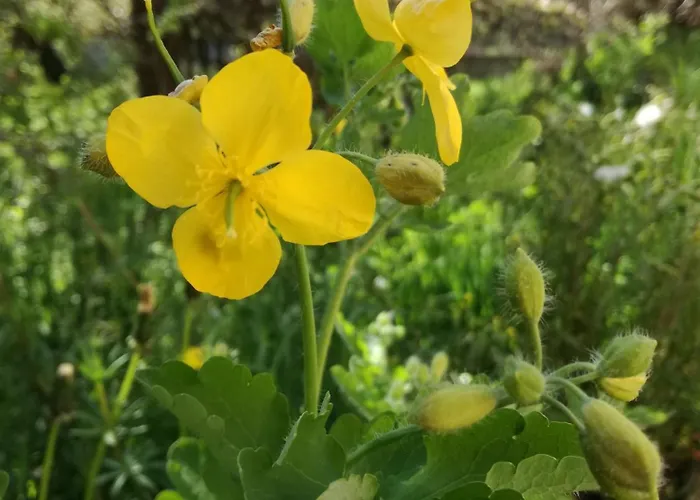 La De 여관 Pedrazales