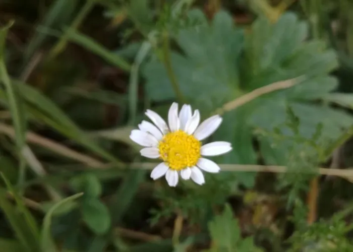 여관 La De Pedrazales